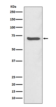 SHP2 Rabbit mAb [KD Validated] Antibody