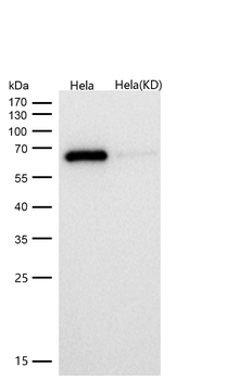 SHP2 Rabbit mAb [KD Validated] Antibody