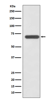 SHP2 Rabbit mAb [KD Validated] Antibody
