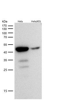 cleaved Caspase-9 Rabbit mAb [KD Validated] Antibody