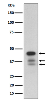 cleaved Caspase-9 Rabbit mAb [KD Validated] Antibody