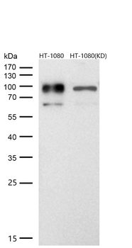 HIF-1 beta Rabbit mAb [KD Validated] Antibody