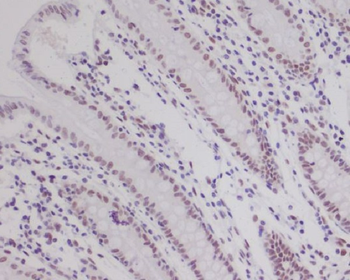 HIF-1 beta Rabbit mAb [KD Validated] Antibody