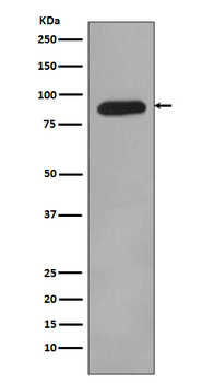 HIF-1 beta Rabbit mAb [KD Validated] Antibody
