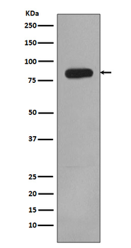 PI 3 Kinase p85 beta Rabbit mAb Antibody