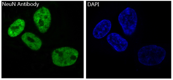 NeuN Rabbit mAb Antibody