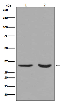 active + pro Caspase 3 Rabbit mAb [KD Validated] Antibody