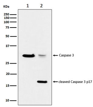 active + pro Caspase 3 Rabbit mAb [KD Validated] Antibody