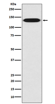 Integrin beta 1 Rabbit mAb [KD Validated] Antibody