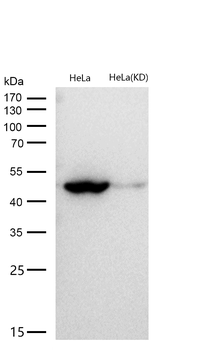 Flotillin 1 Rabbit Monoclonal Antibody