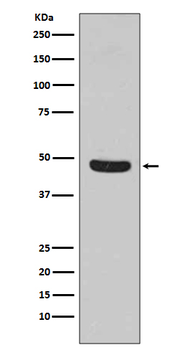 Flotillin 1 Rabbit Monoclonal Antibody