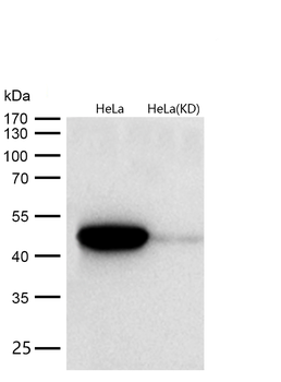 Flotillin 1 Rabbit Monoclonal Antibody