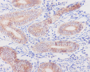 Flotillin 1 Rabbit Monoclonal Antibody