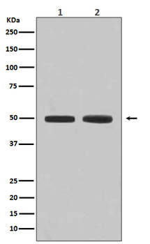 Flotillin 1 Rabbit Monoclonal Antibody