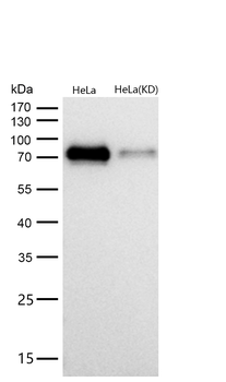 Raf1 Rabbit mAb [KD Validated] Antibody