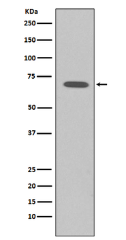 Raf1 Rabbit mAb [KD Validated] Antibody