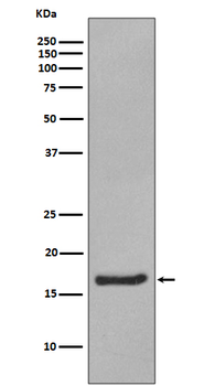 Alpha Synuclein Rabbit mAb Antibody