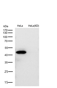 ERK1 Rabbit mAb [KD Validated] Antibody