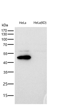 ERK1 Rabbit mAb [KD Validated] Antibody