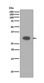 Caspase-3 Rabbit mAb [KD Validated] Antibody