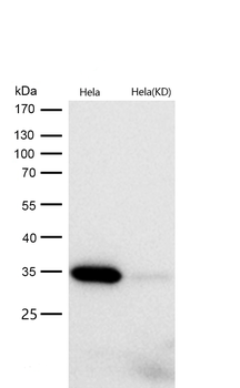 pro Caspase 3 Rabbit mAb [KD Validated] Antibody