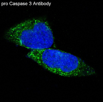 pro Caspase 3 Rabbit mAb [KD Validated] Antibody