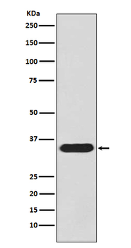 pro Caspase 3 Rabbit mAb [KD Validated] Antibody