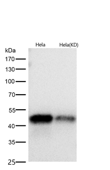 NF-κB (p105/p50) Rabbit mAb [KD Validated] Antibody