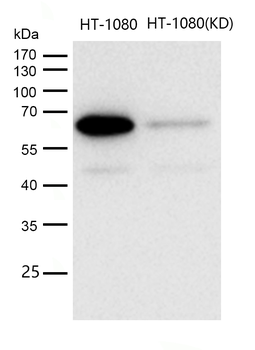 Smad4 Rabbit mAb [KD Validated] Antibody
