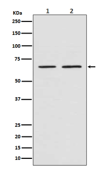 Smad4 Rabbit mAb [KD Validated] Antibody