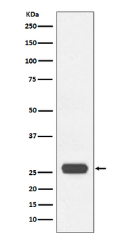 GST tag Rabbit mAb(HRP conjugated) Antibody