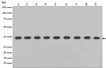 GAPDH Rabbit Monoclonal Antibody (HRP)