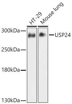USP24 Rabbit pAb