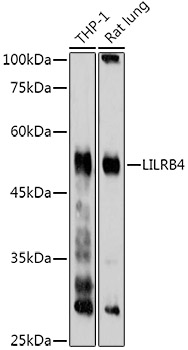 LILRB4 Rabbit pAb