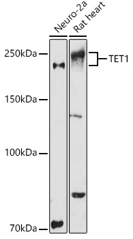 TET1 Rabbit pAb