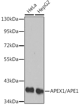 APEX1/APE1 Rabbit pAb