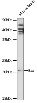 [KO Validated] Bax Rabbit pAb