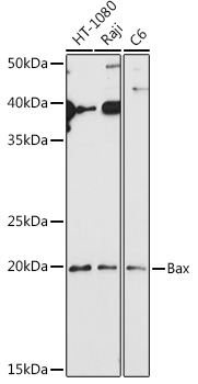 [KO Validated] Bax Rabbit pAb