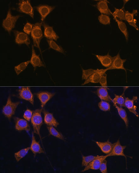 CD133 Rabbit pAb