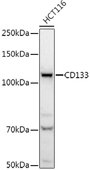 CD133 Rabbit pAb