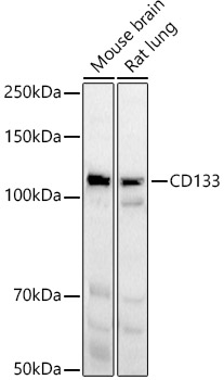 CD133 Rabbit pAb