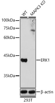 [KD Validated] ERK1 Rabbit pAb