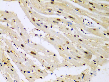 HDAC2 Rabbit pAb