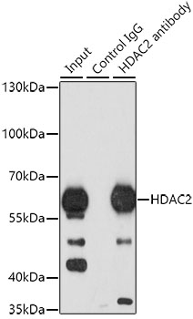 HDAC2 Rabbit pAb