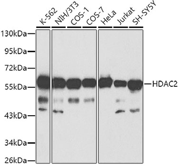 HDAC2 Rabbit pAb