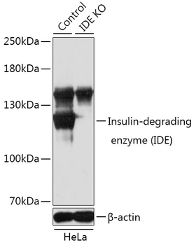 [KO Validated] Insulin-degrading enzyme (IDE) Rabbit pAb