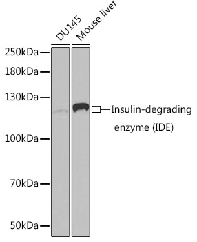 [KO Validated] Insulin-degrading enzyme (IDE) Rabbit pAb