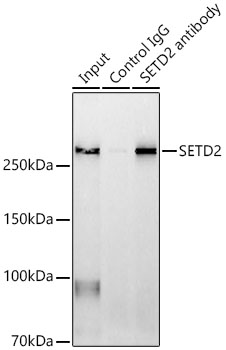 SETD2 Rabbit pAb