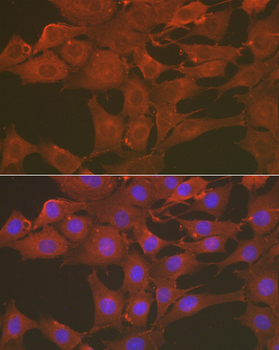 [KO Validated] Caspase-3 Rabbit pAb