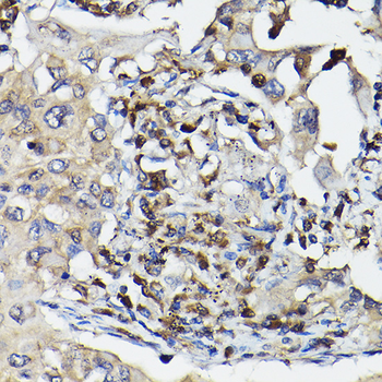[KO Validated] Caspase-3 Rabbit pAb